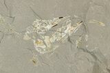 Fossil Capelin Fish (Mallotus) Nodule - Ontario #242453-3